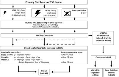 Identification of lncRNAs involved in response to ionizing radiation in fibroblasts of long-term survivors of childhood cancer and cancer-free controls